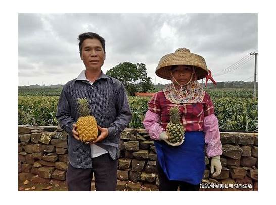 徐闻县菠萝产量占全国菠萝产量31 徐闻菠萝占全国菠萝种植面积三分之一左右