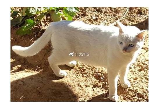 如何看待虐猫男子老家不断收到花圈寿衣，老家只有75岁爷爷奶奶住？