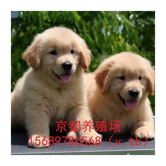 金毛狗的价格是多少呢 金毛犬市场价格大盘点