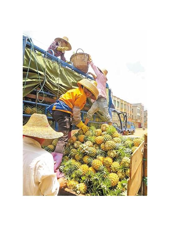 徐闻县菠萝产量占全国菠萝产量31 徐闻菠萝占全国菠萝种植面积三分之一左右