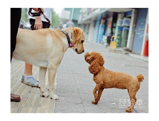 导盲犬都有哪几个品种