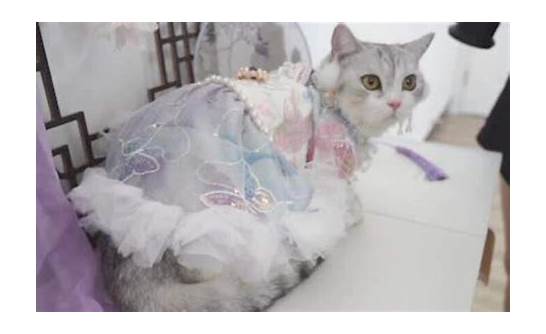 给猫做汉服月入7万与给猫做汉服月入7万