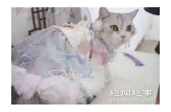 90后女孩给猫做汉服月入7万 月收入超7万