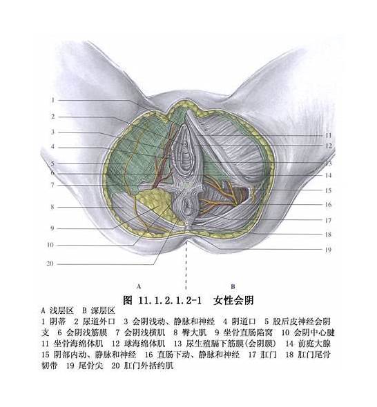 会阴图片与会阴