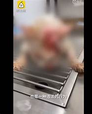 虐猫男子老家不断收到花圈寿衣 律师回应涉嫌恐吓,虐猫事件回顾