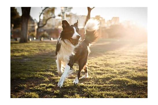 导盲犬都有哪几个品种