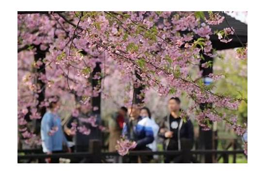 2019上海樱花节时间 早樱正值观赏佳期