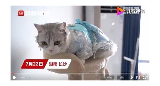 给猫做汉服月入7万与给猫做汉服月入7万