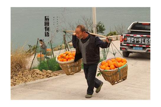 象拔蚌价格多少钱一斤 有什么功效作用