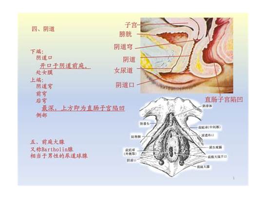 真实生殖器与生殖器