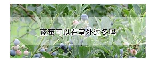 蓝莓多少钱一斤 蓝莓价格50