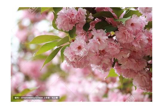 武大谴责樱花雨 年年“樱花劫”怎么管住“摧花手”