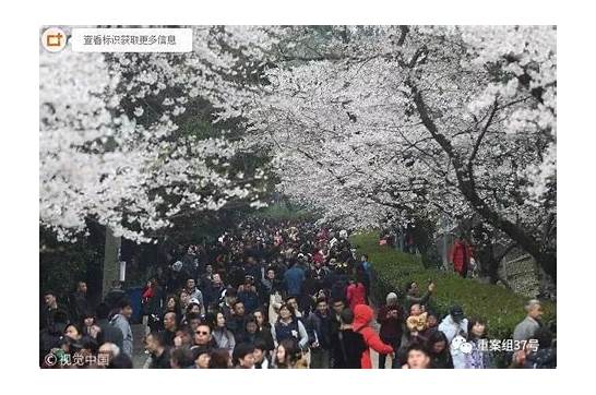 武大谴责樱花雨