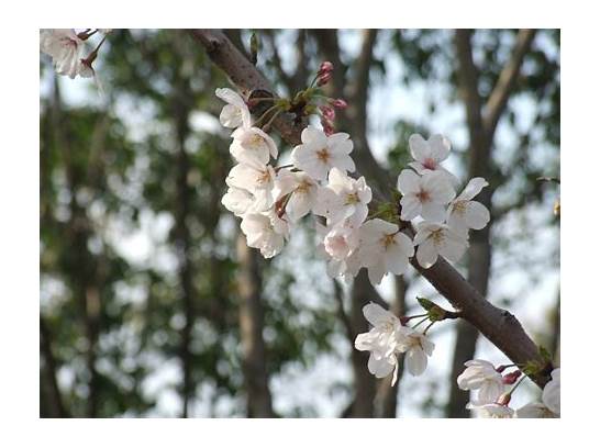 上海樱花节门票与樱花